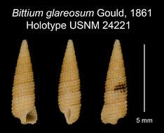 Image of Bittium glareosum Gould 1861
