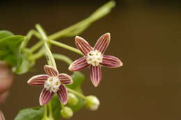 Image of Cynanchum blandum (Decne.) E. Sundell