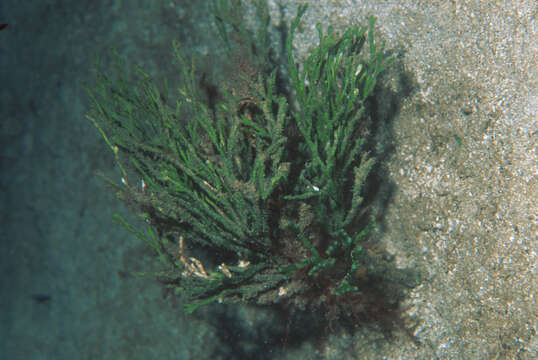 Image of Coralline algae