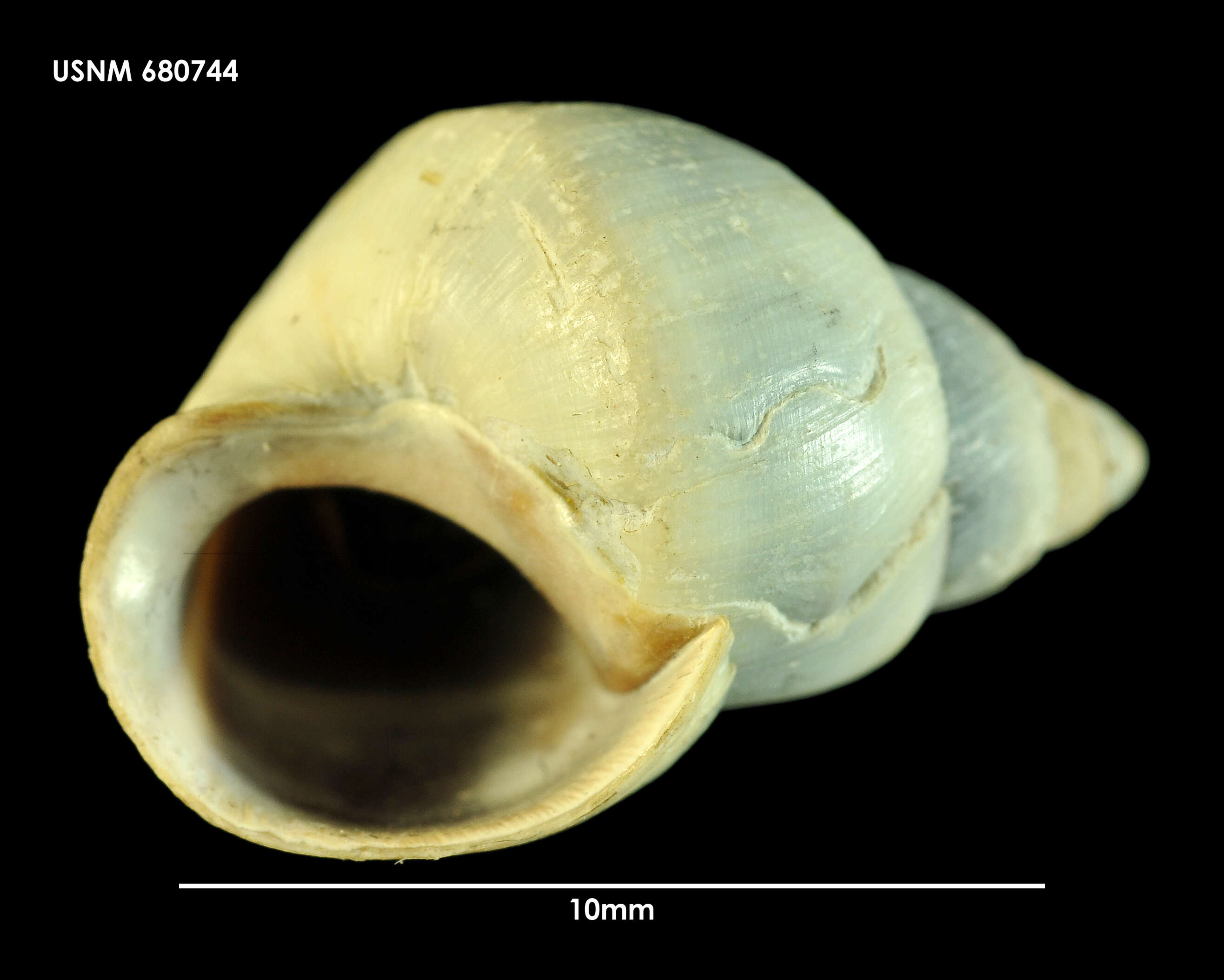 Plancia ëd Nodilittorina fernandezensis