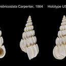 Image of Scalaria crebricostata Carpenter