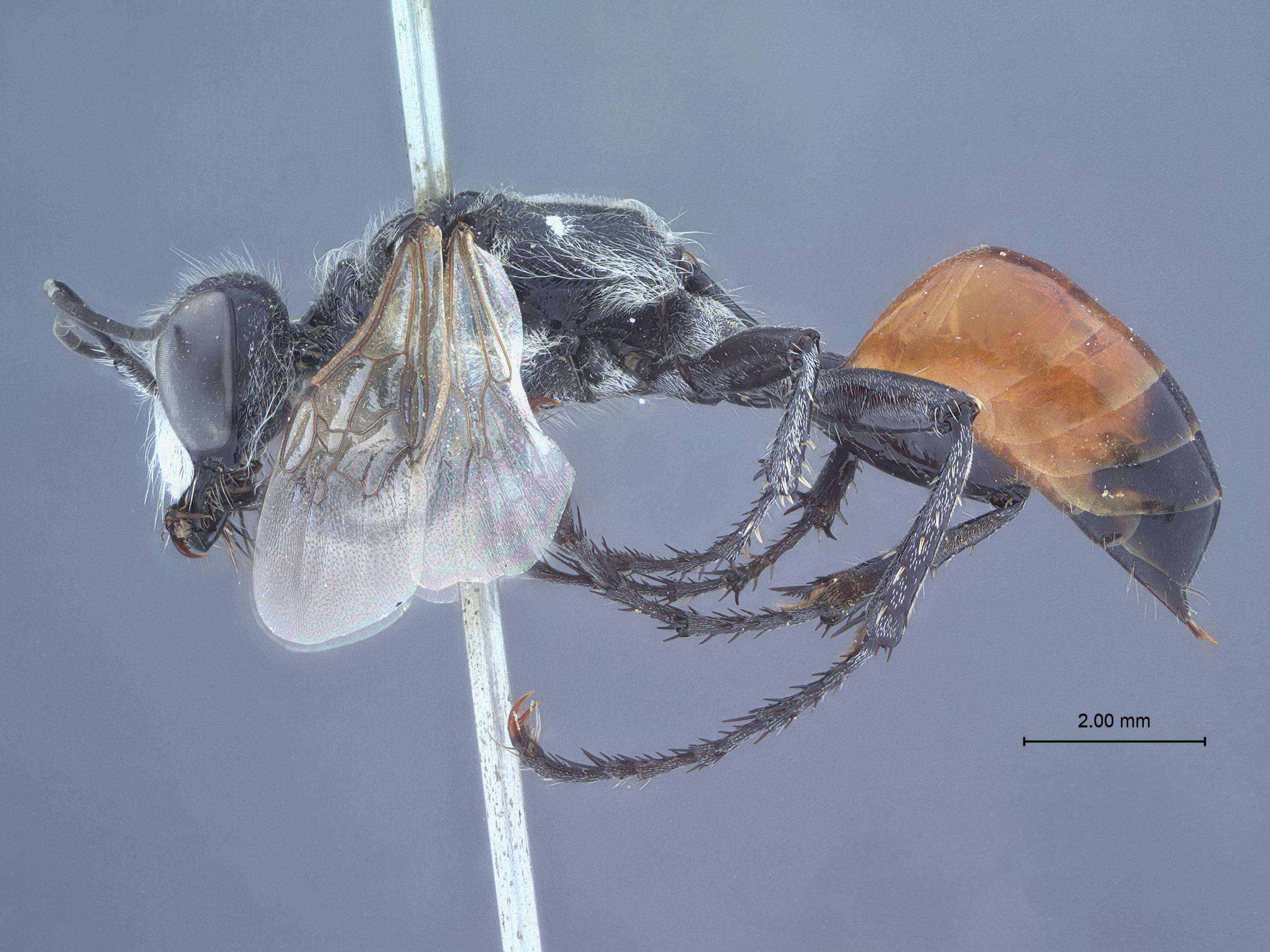 Image of Prionyx lividocinctus apakensis (Tsuneki 1971)