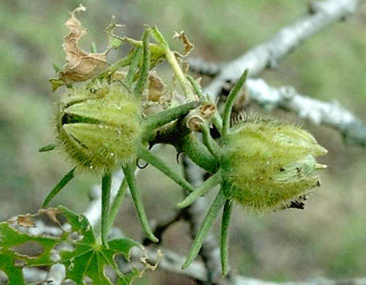 Image of Brackenridge's rosemallow