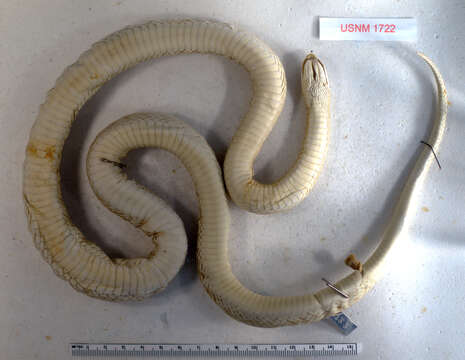 Image of Glossy Snakes