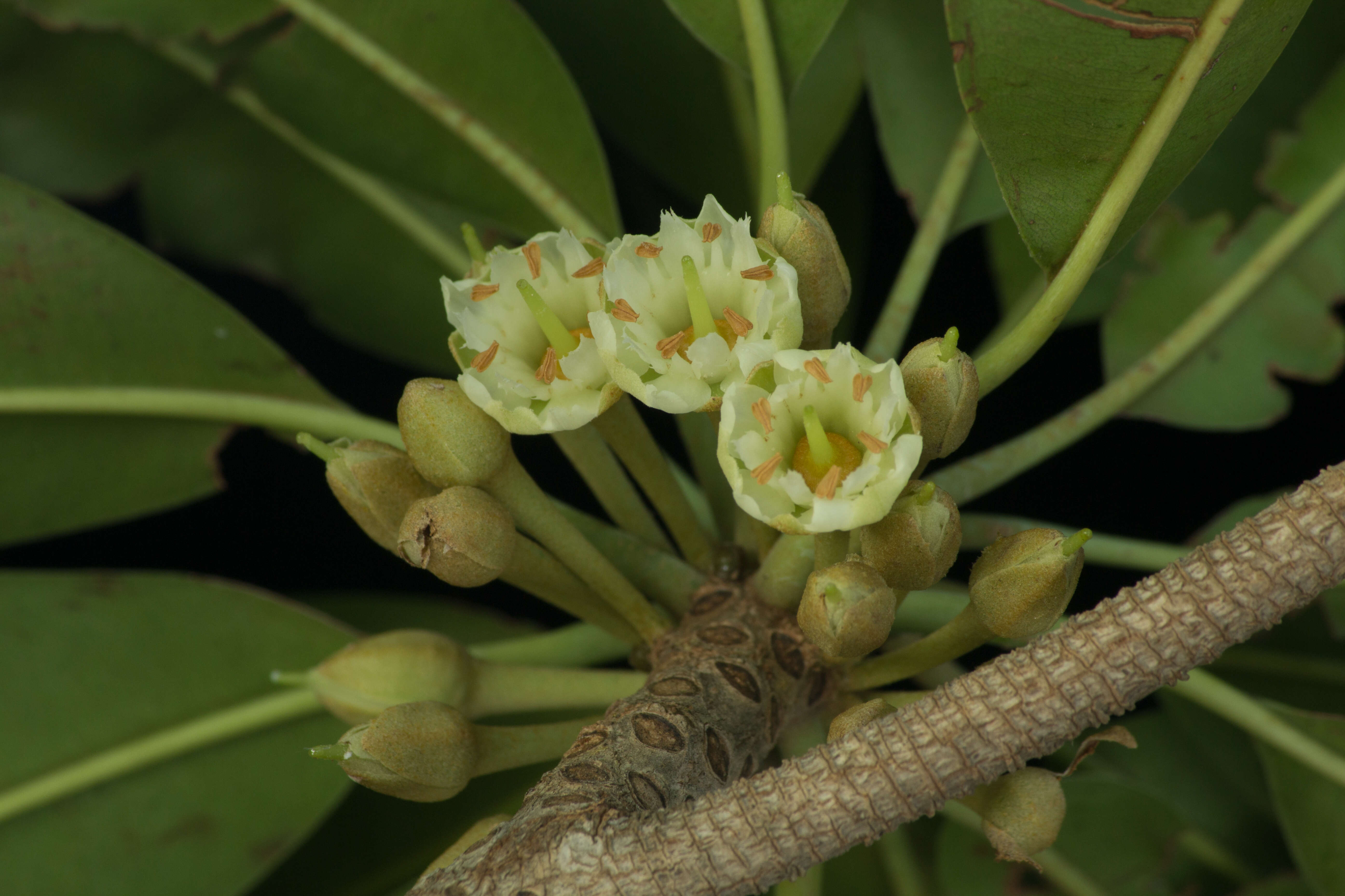 Imagem de Manilkara zapota (L.) P. Royen