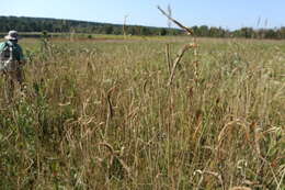 Image of toothache grass