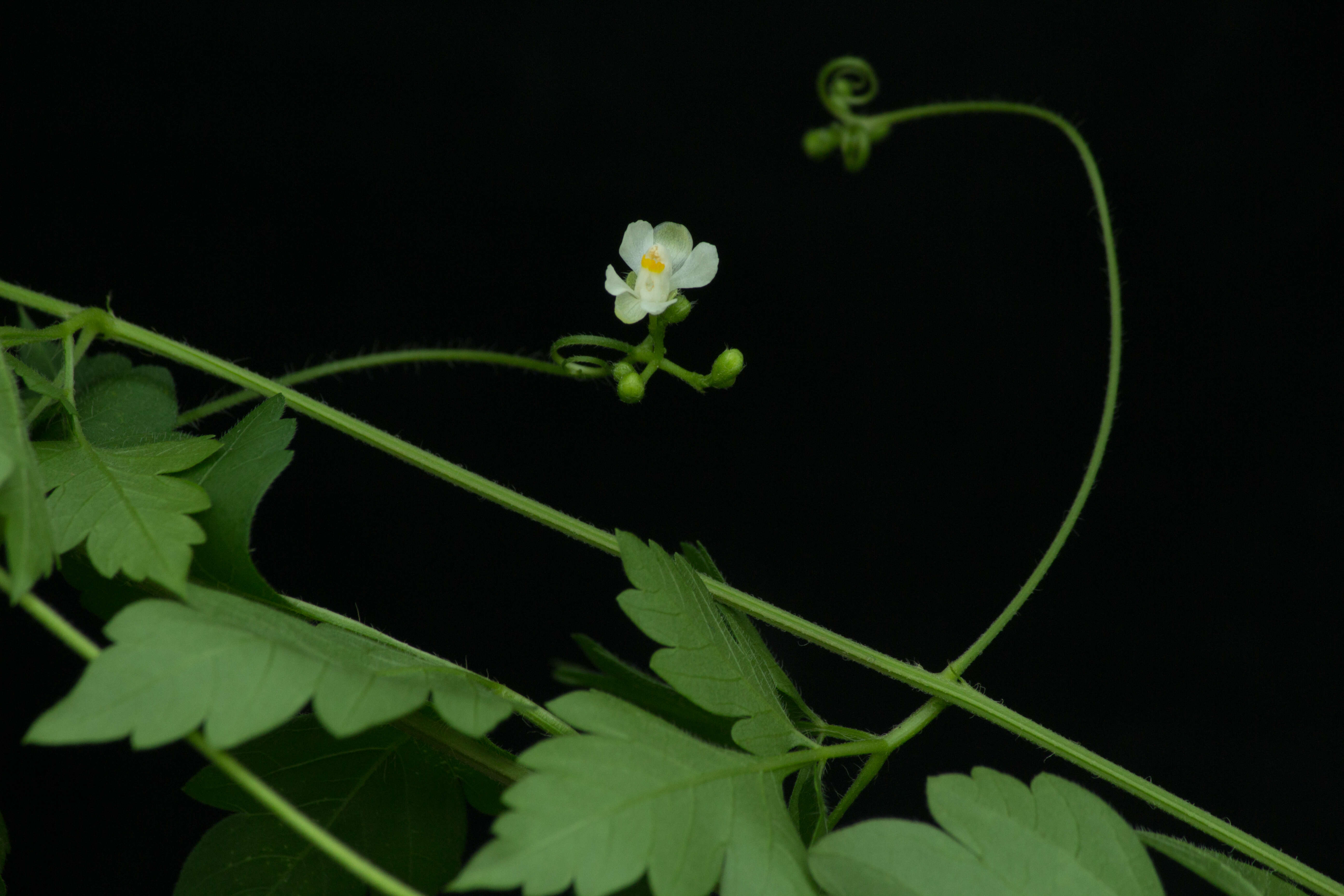 Image of balloon vine