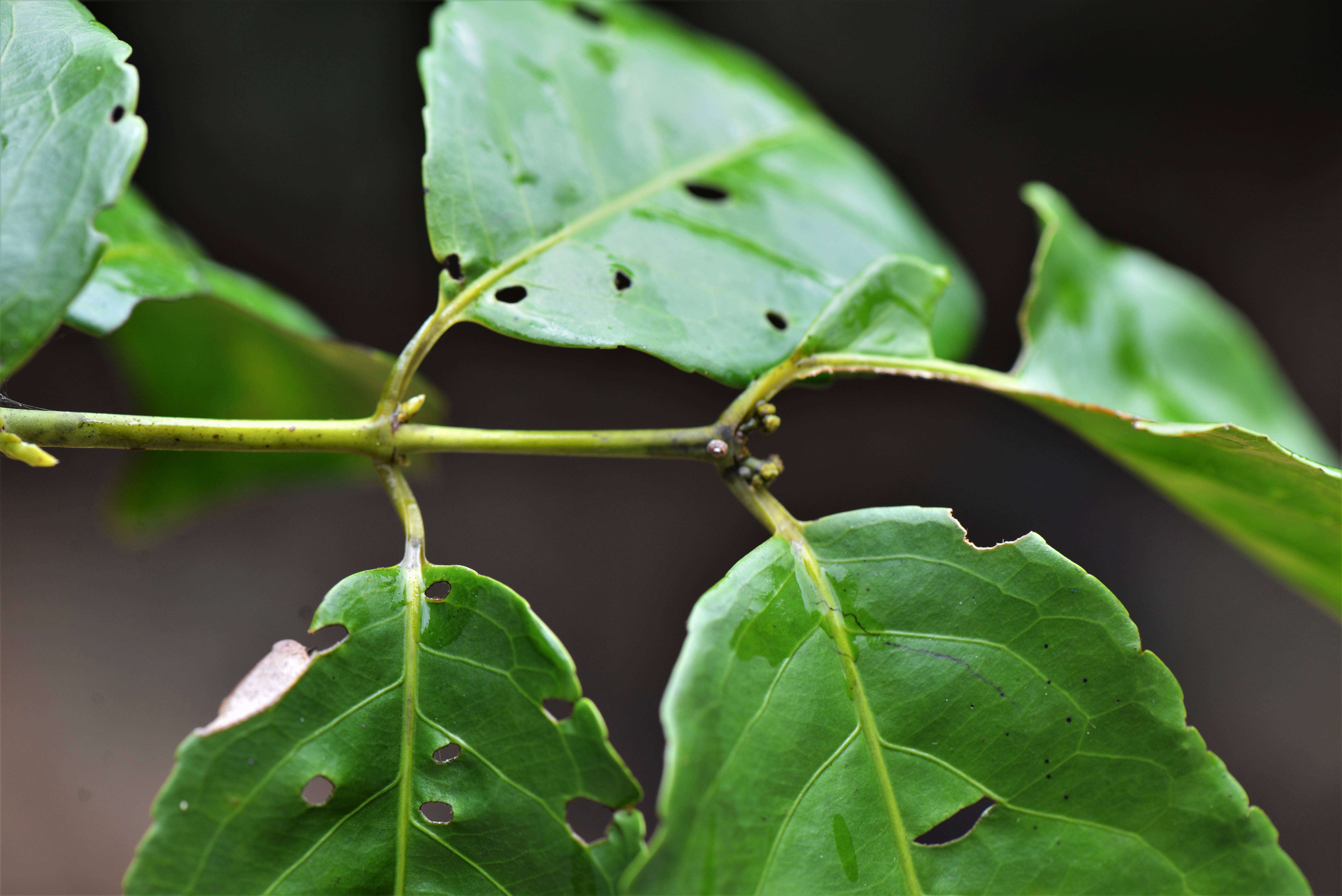 Слика од Celastraceae