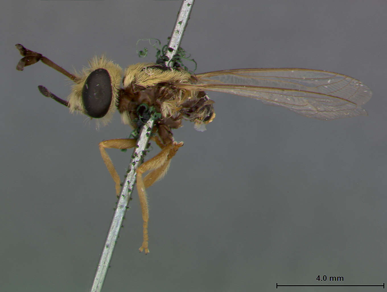 Image of Leptomydas hirta Coquillett 1904