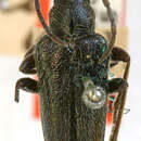 Image of Brachysomida lepidula Casey 1913