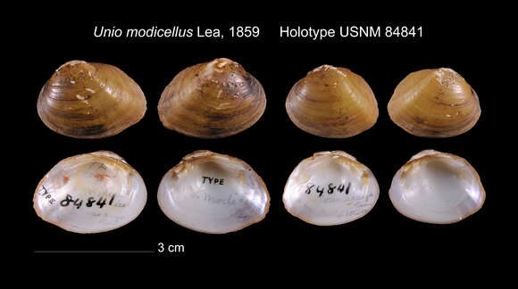 Image of Unio modicellus I. Lea 1859