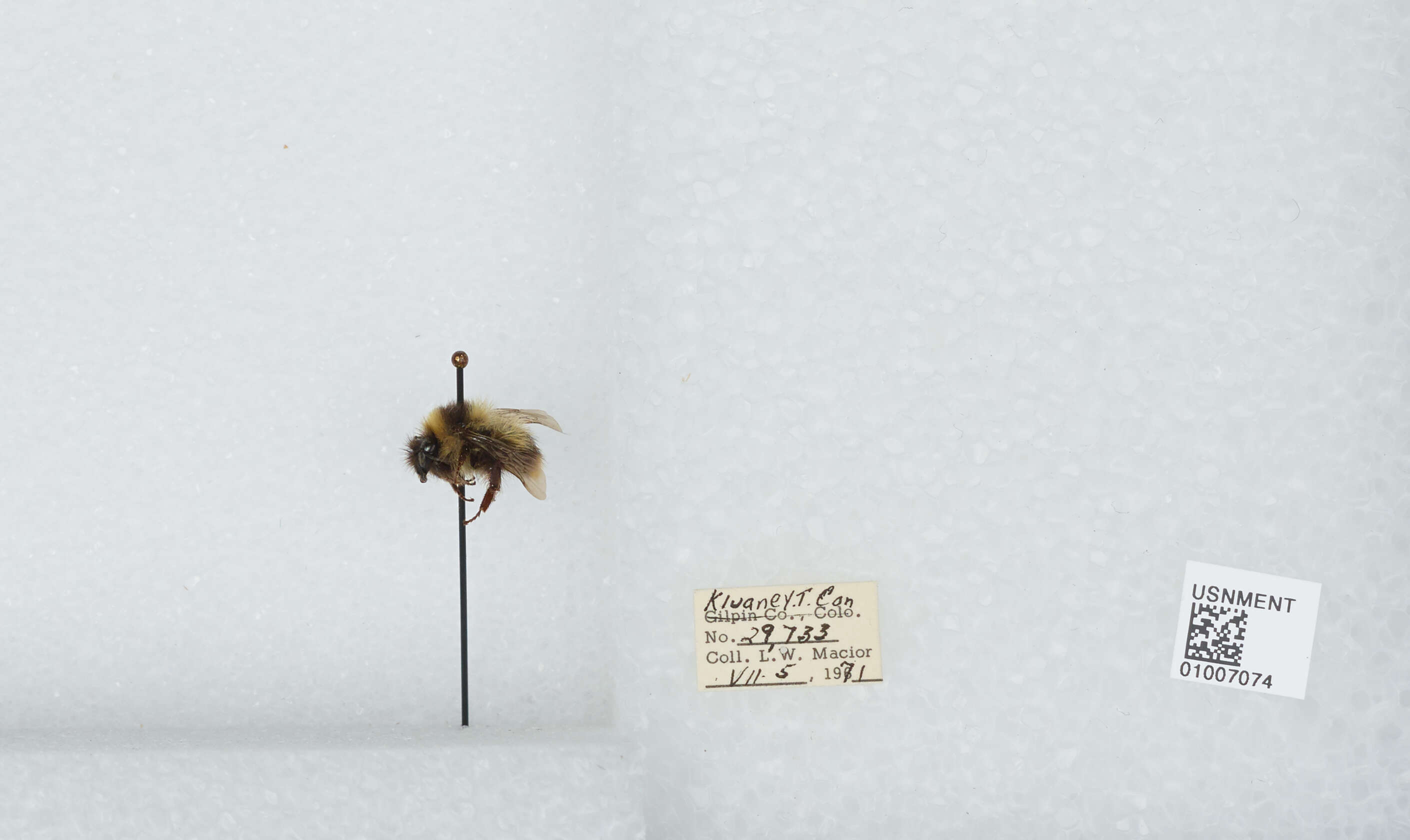 Image of Frigid Bumble Bee