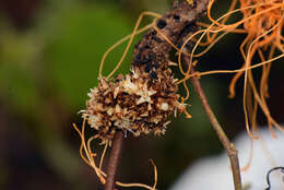 Image of Cuscuta L.