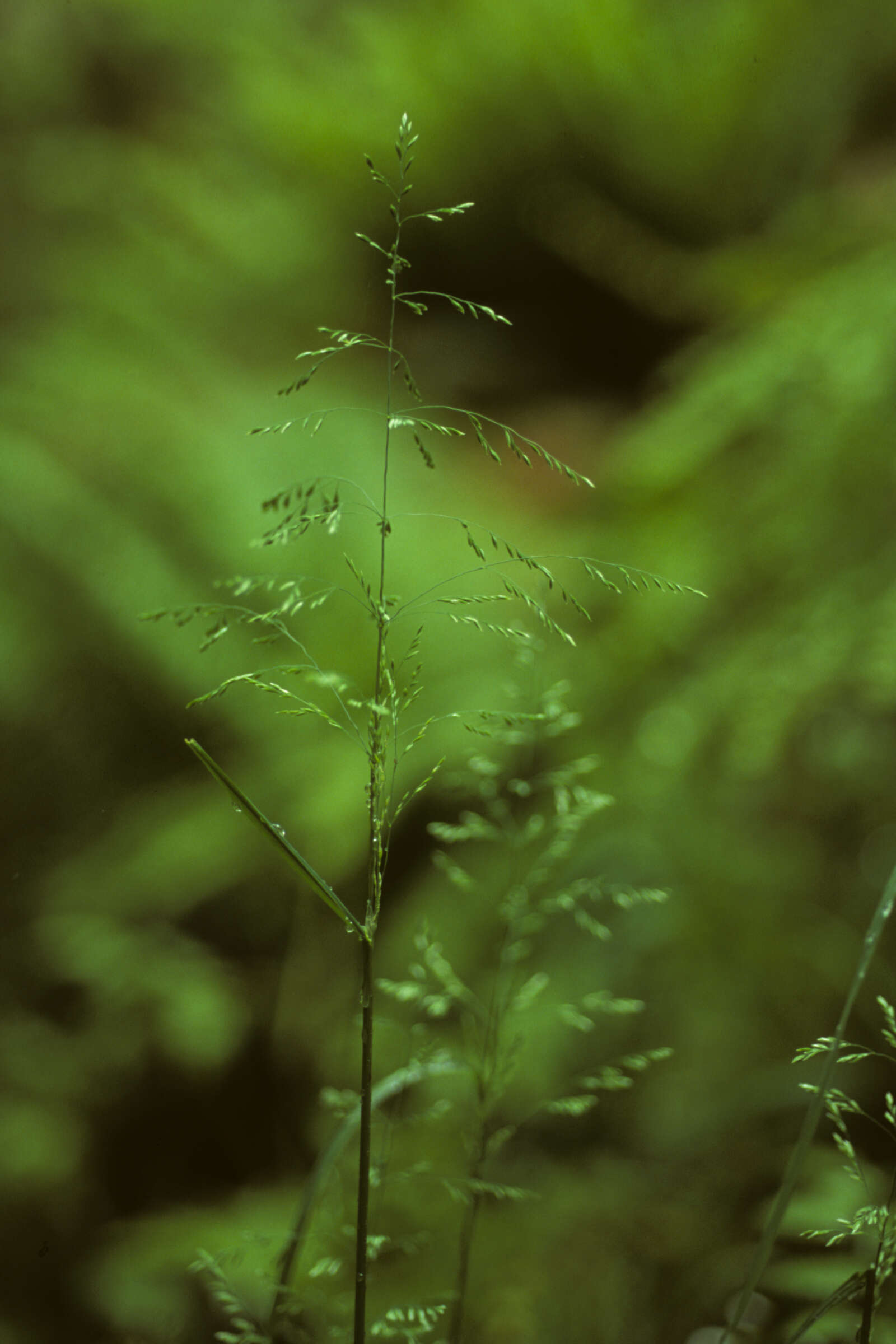 Plancia ëd Poa pratensis L.