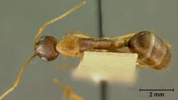 Plancia ëd Camponotus maculatus (Fabricius 1782)