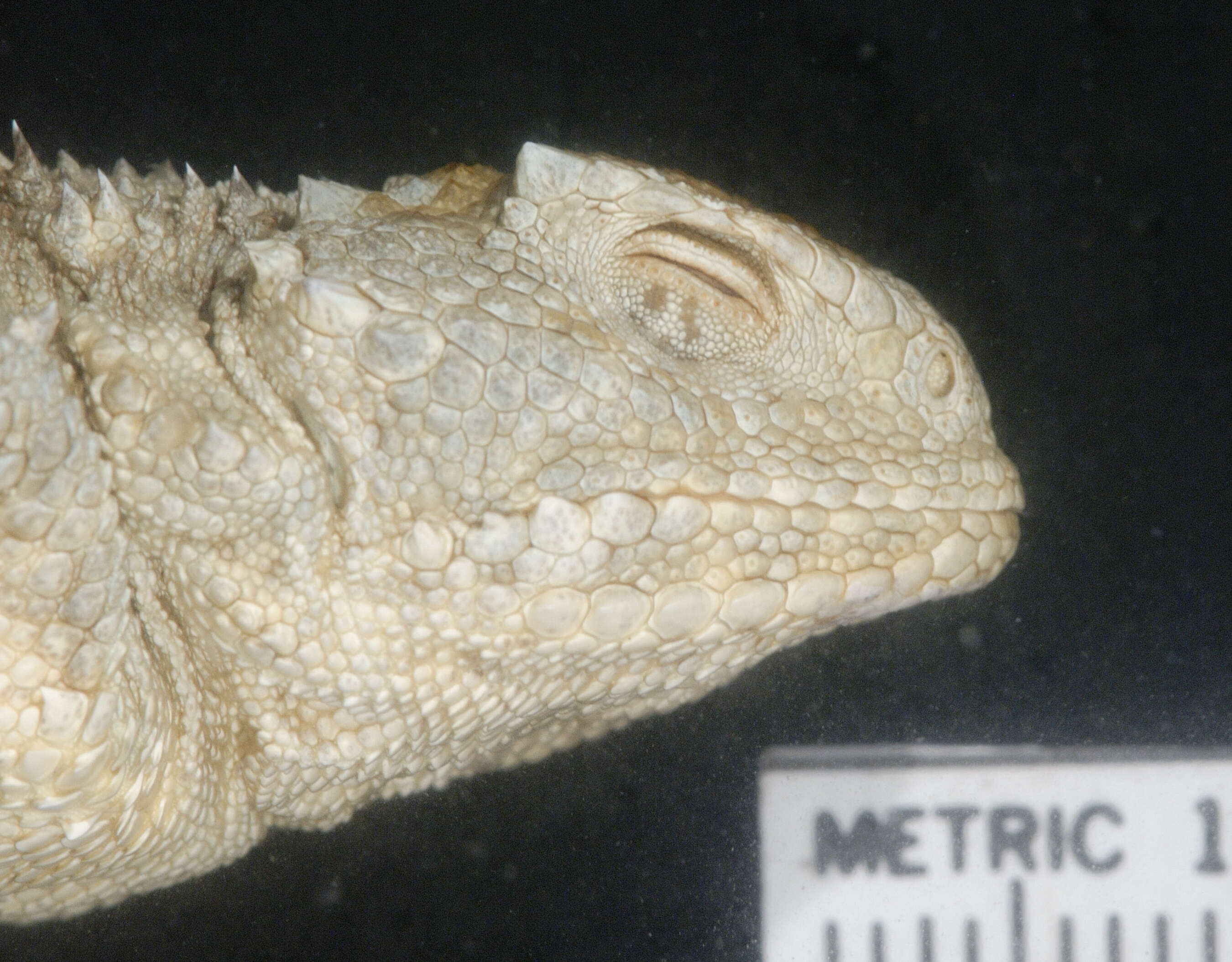 Image of Greater Short-horned Lizard