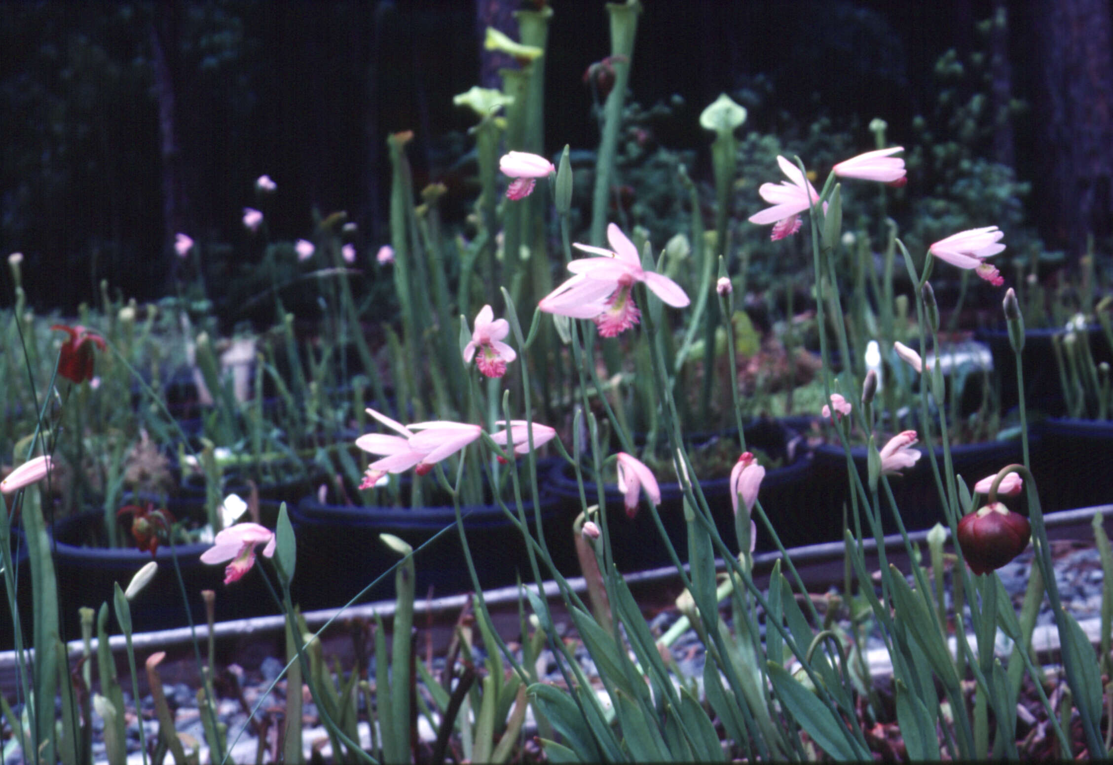 Image of snakemouth orchid