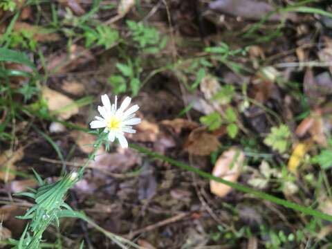 Image de Agoseris grandiflora (Nutt.) Greene