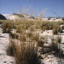 Image of Schizachyrium Nees