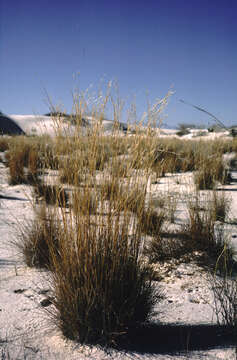 Imagem de Schizachyrium Nees