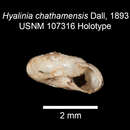 Image of <i>Retinella chathamensis</i> (Dall 1893)