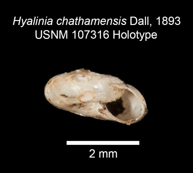 Image of <i>Retinella chathamensis</i> (Dall 1893)