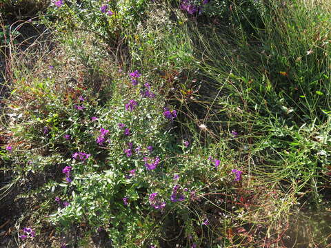 Image of Angelonia gardneri Hook.