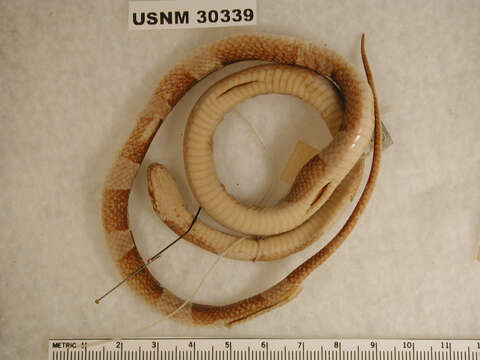 Image of Black-banded Cat-eyed Snake