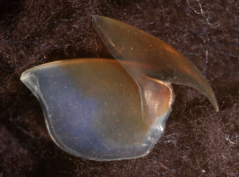 Image of arrow-finned squid