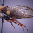 Image of Tricentrus aequicornis Funkhouser 1927