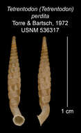 Image of Tetrentodon perdita C. de la Torre & Bartsch 1972