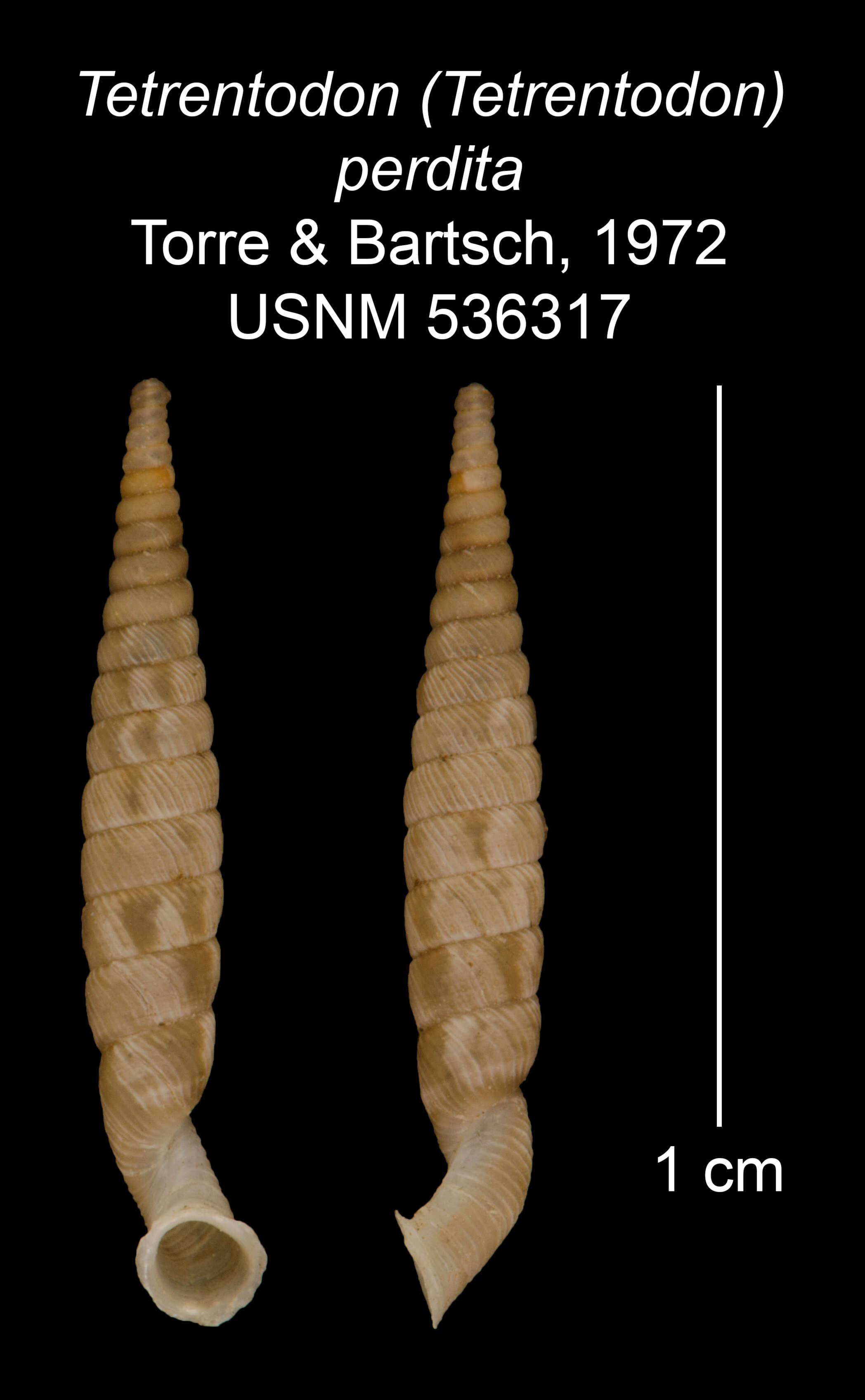 Image of Tetrentodon perdita C. de la Torre & Bartsch 1972