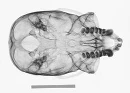 Image of Ateles geoffroyi yucatanensis Kellogg & Goldman 1944