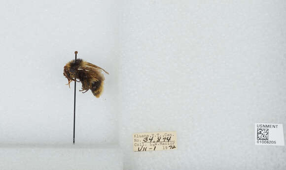 Image of Frigid Bumble Bee