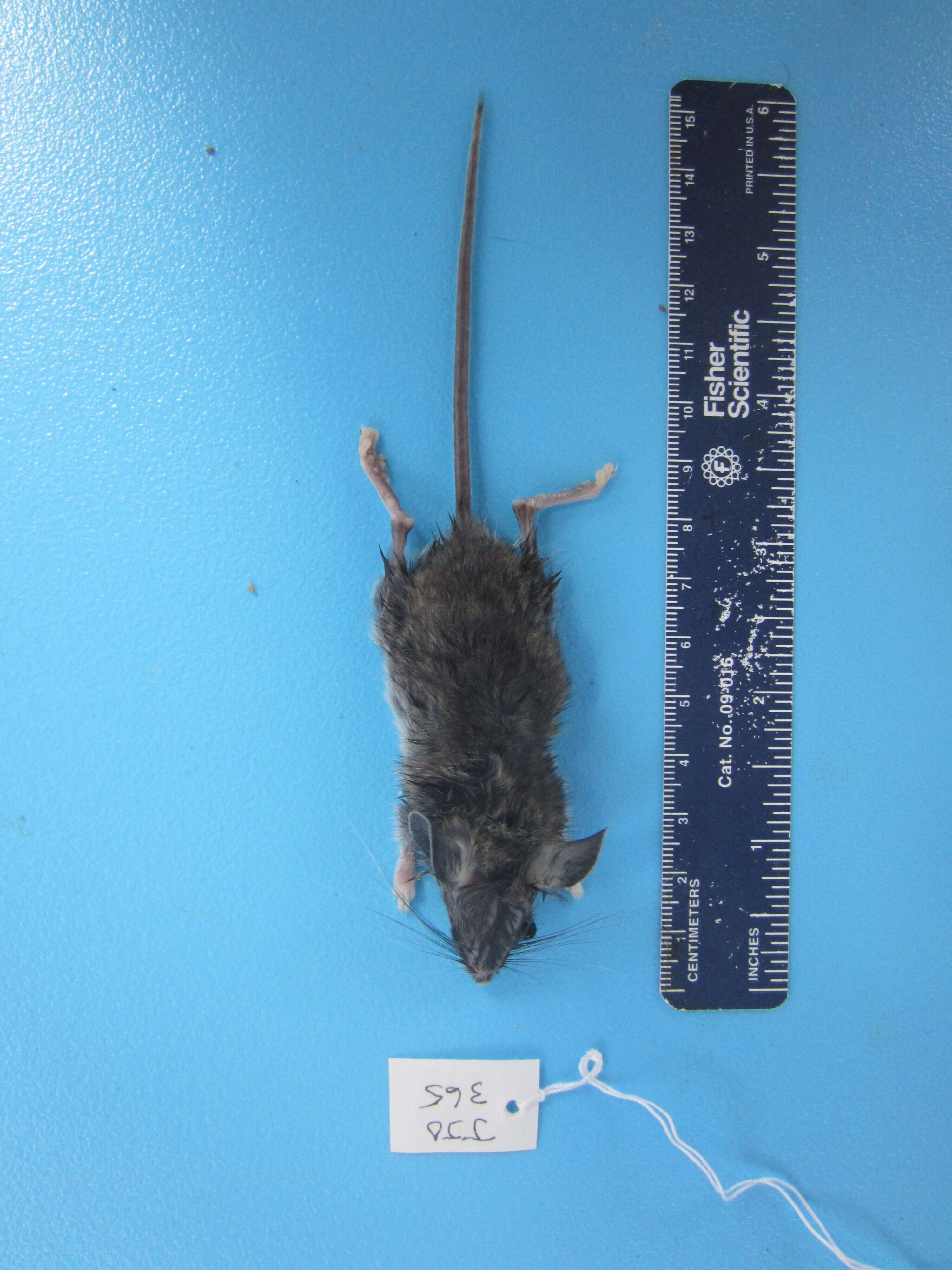 Image of Deer Mouse