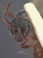 Image of Halictus pauxillus (Schenck 1853)