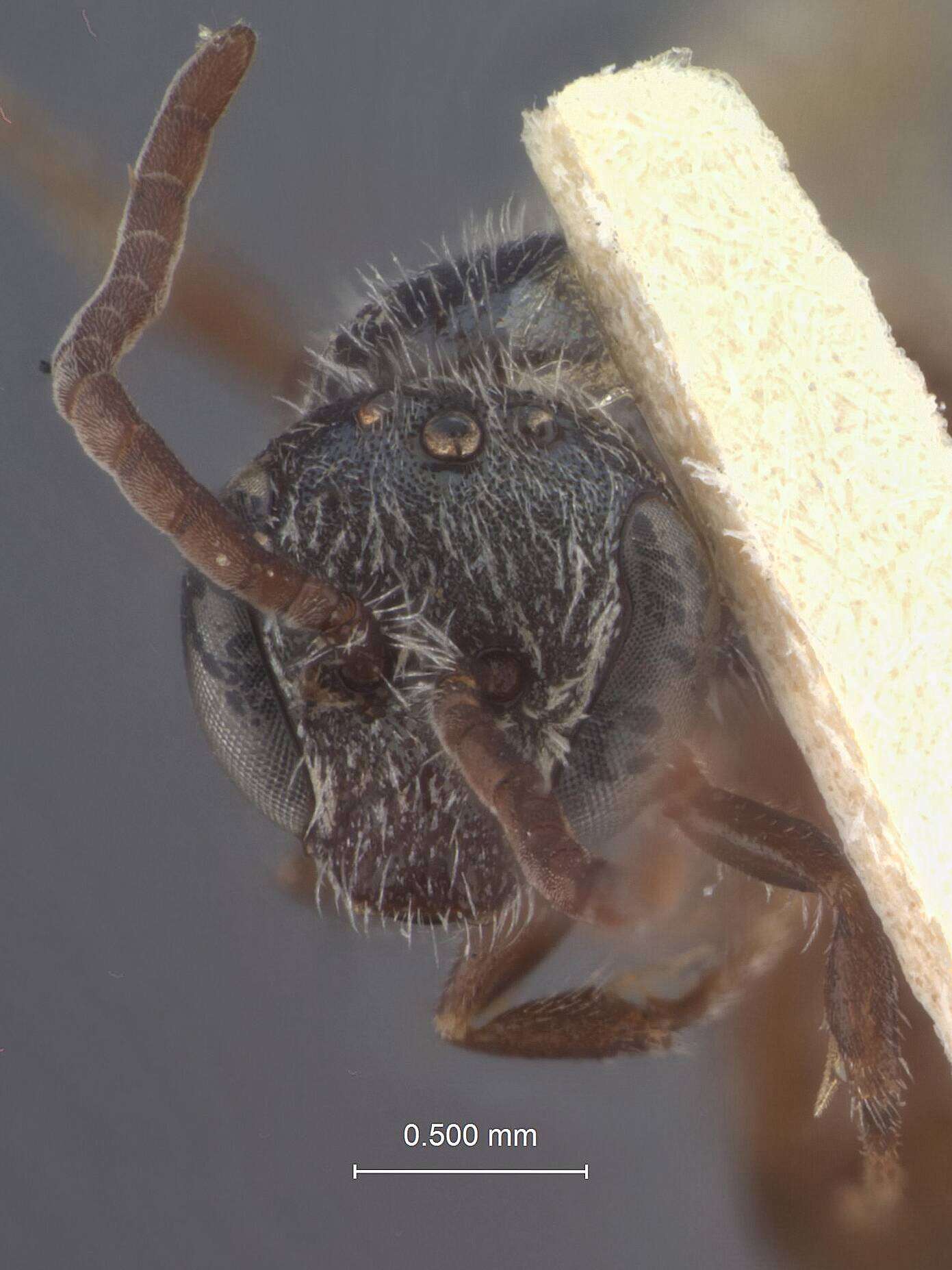 Halictus pauxillus (Schenck 1853)的圖片