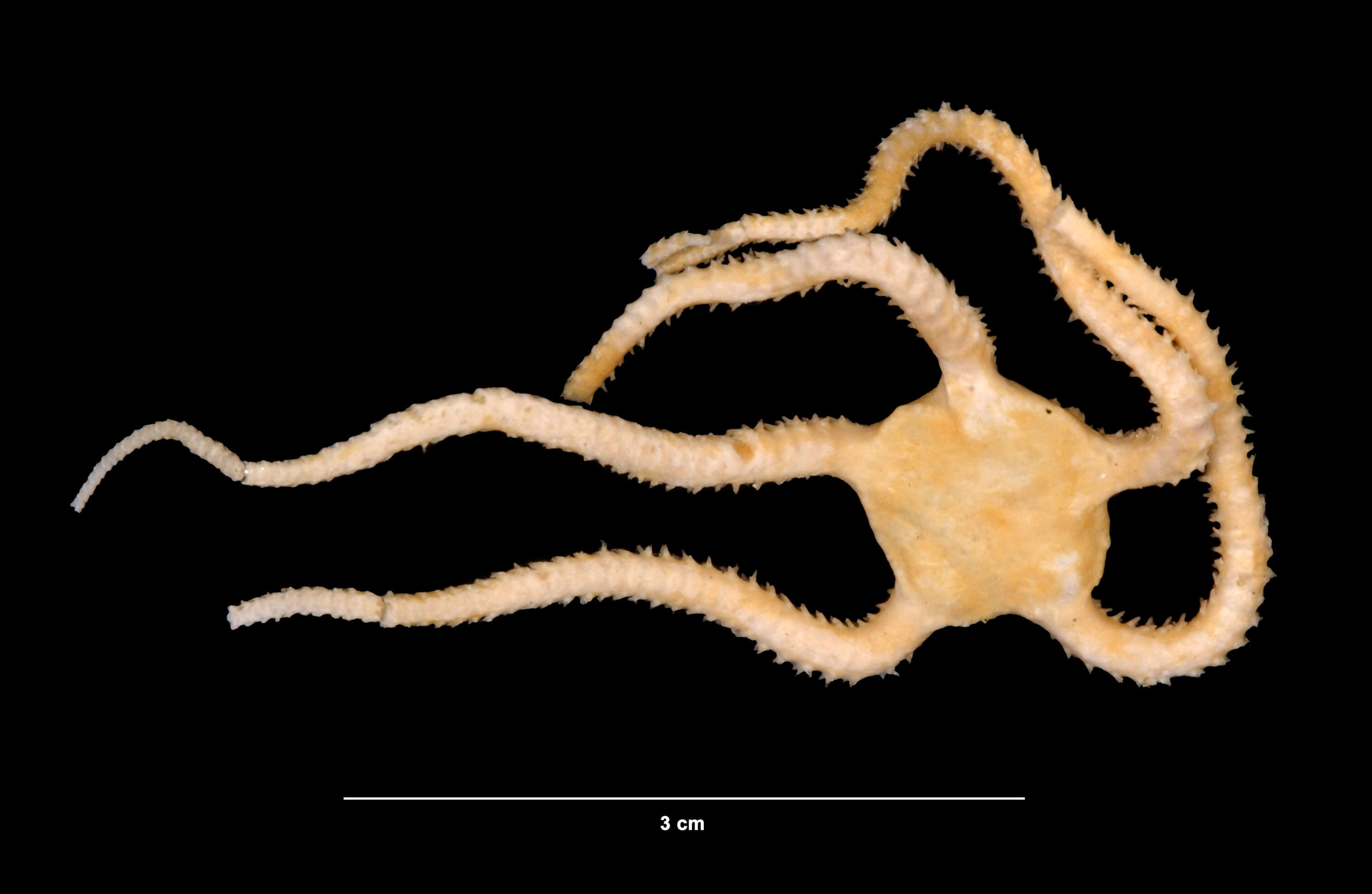 Ophiomyxa flaccida (Say 1825) resmi