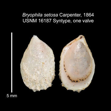 Plancia ëd Philobrya setosa (Carpenter 1864)