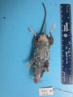 Image of White-footed Deermouse