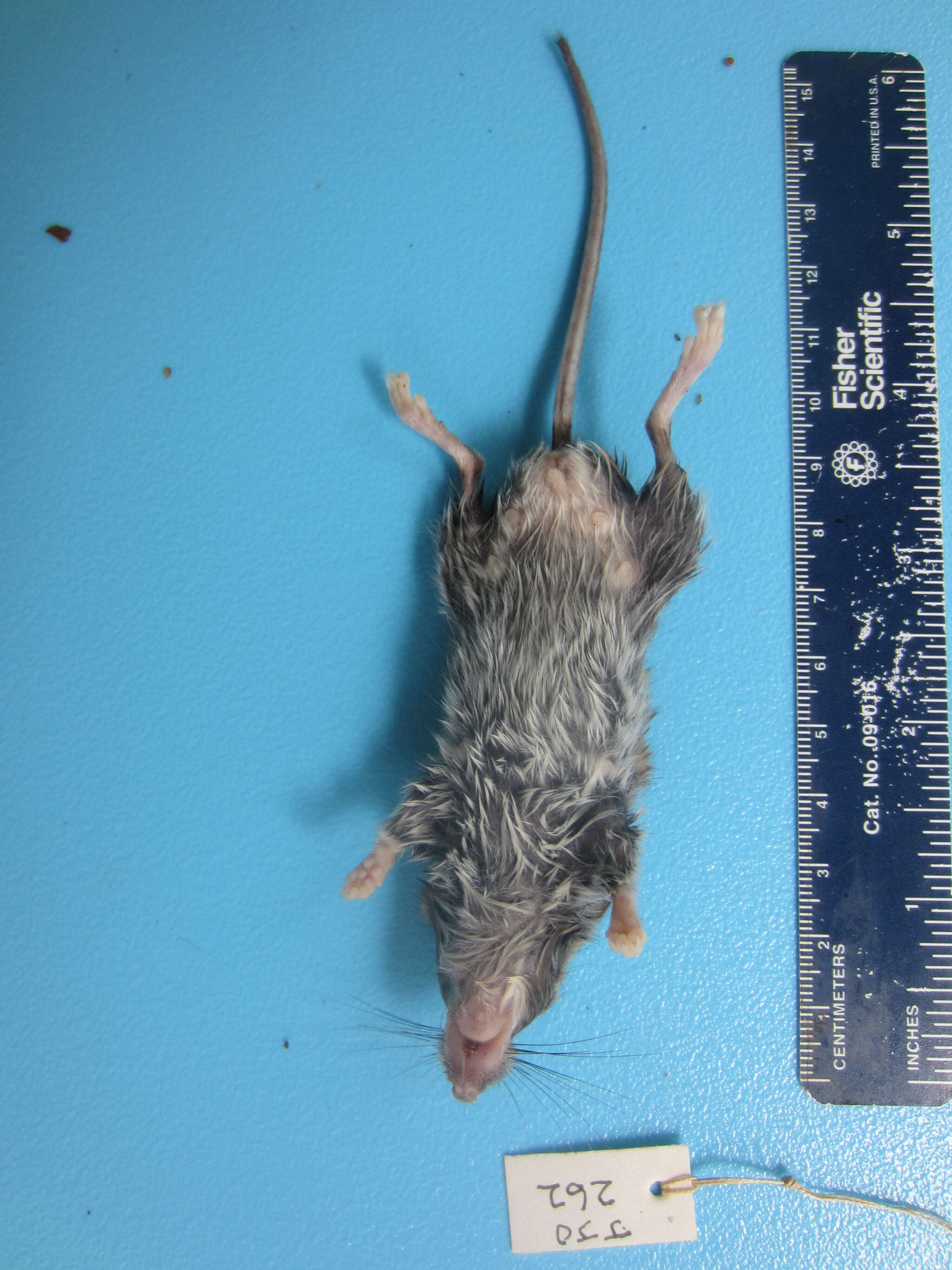 Image of White-footed Deermouse