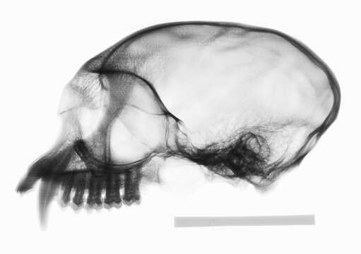 Image of Presbytis sumatrana (Müller & Schlegel 1841)