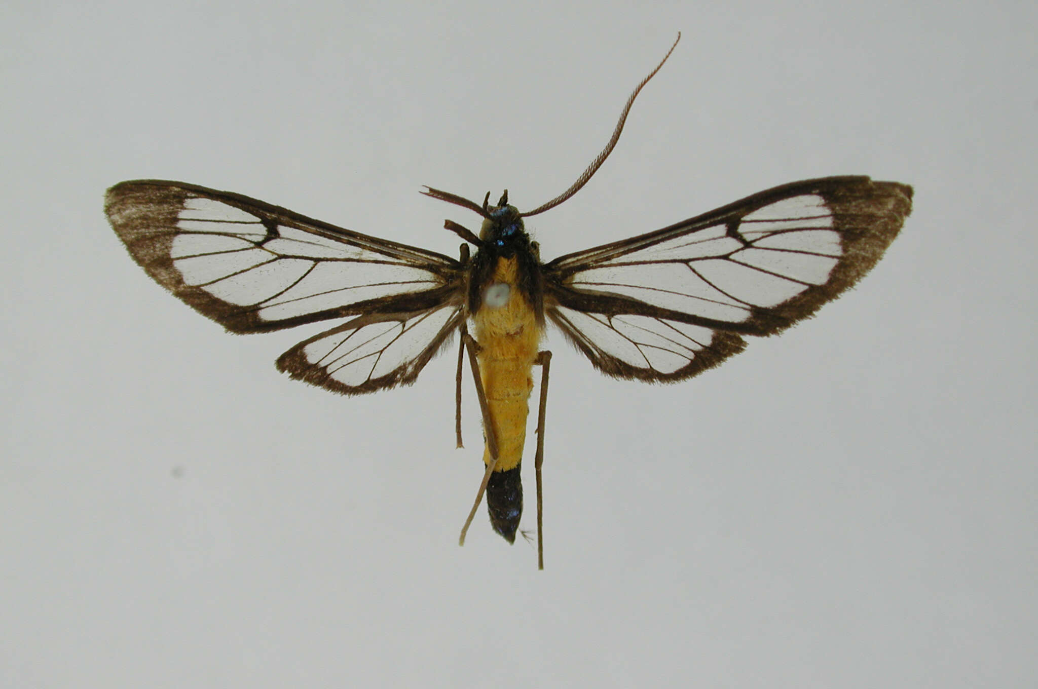 Image of Sarosa annotata Dognin