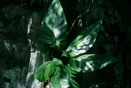 Image of Anthurium venosum Griseb.