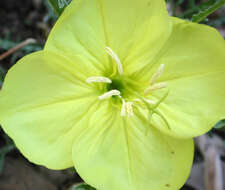 Imagem de Oenothera acutissima W. L. Wagner