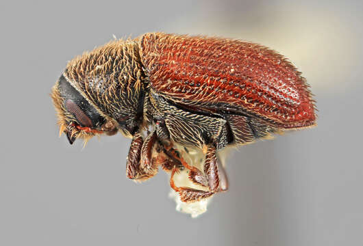 Image of Carphobius