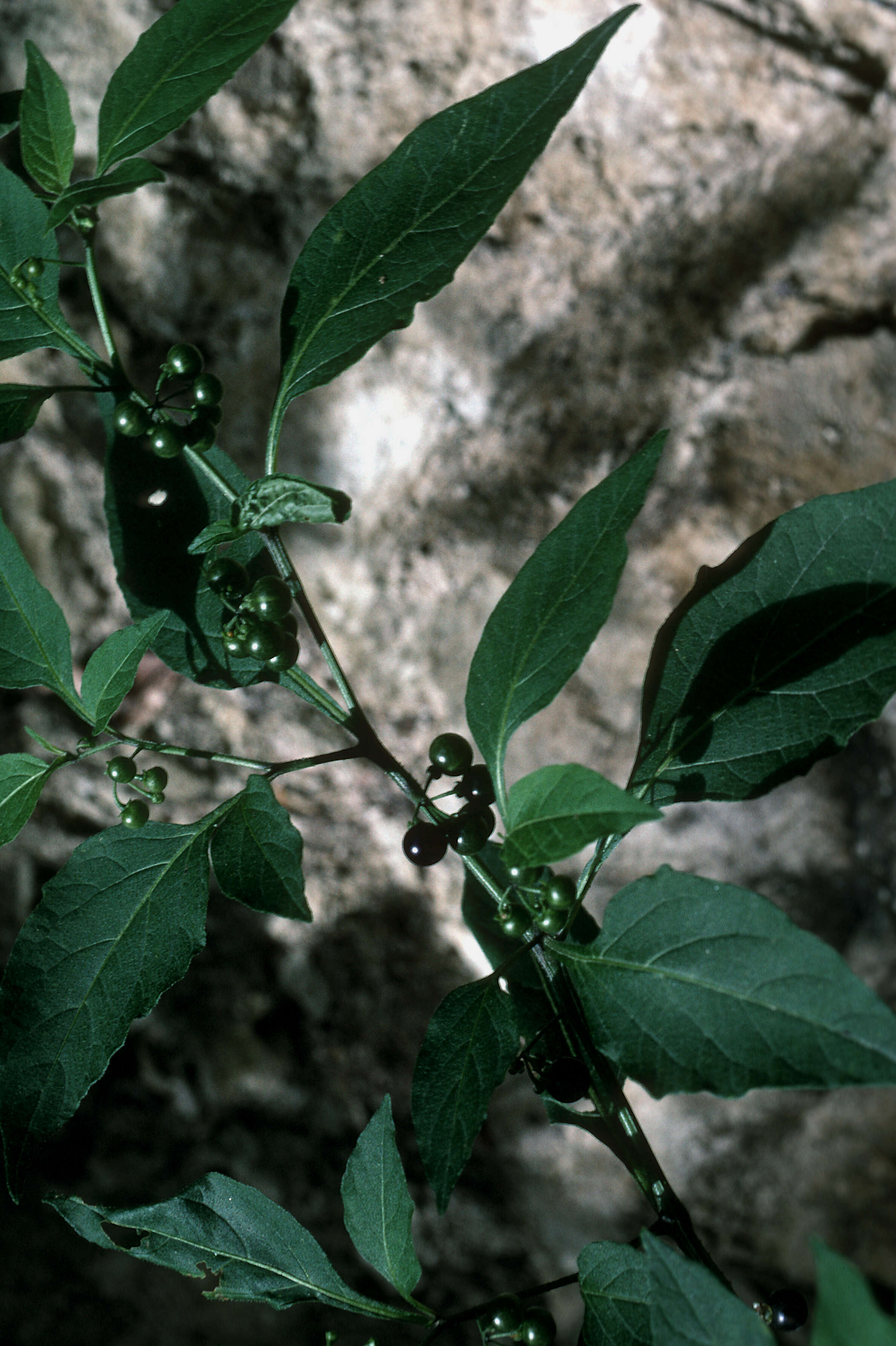 Image of American black nightshade