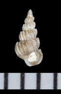 Image of Epitonium dallianum (Verrill & S. Smith)