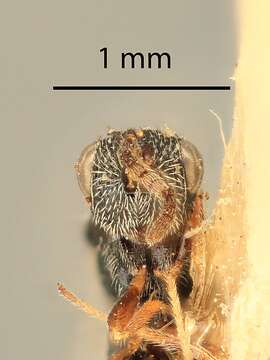 Image of Eurytoma compressa (Fabricius 1794)