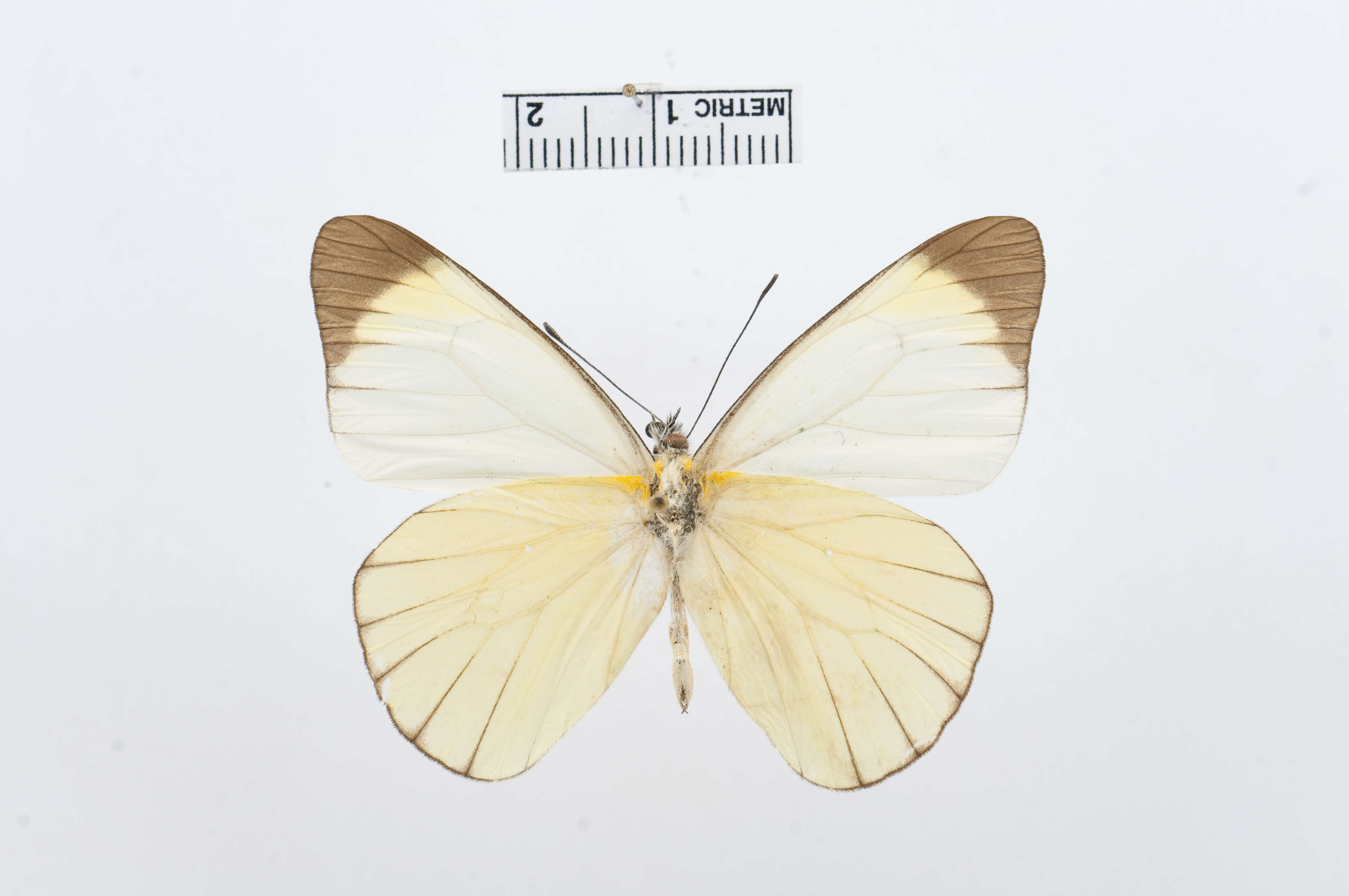 Image of Melete leucadia (Felder & Felder 1862)